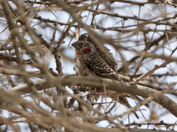 <h3><a href="/trips/tanzania/biota/animalia/chordata/aves/040 passeriformes/115 estrildidae/amadina fasciata/amadina fasciata-nl.html">Amadina&nbsp;fasciata</a> / Cut‑throat&nbsp;finch / Bandvink</h3>OM-1 Mark II met OLYMPUS M.150-400mm F4.5 TC, 1/2000 sec  bij F5.6, ISO 1250, afstand 17.6&nbsp;m